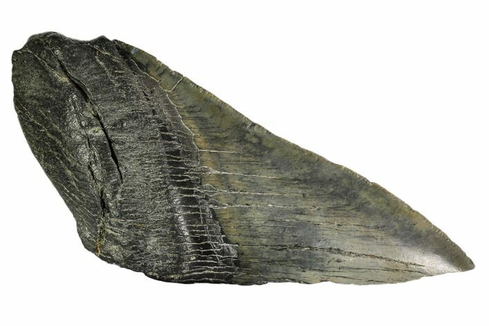Partial Fossil Megalodon Tooth - Georgia #106949